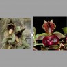 Catasetum (naso x Brandon Kenwood)