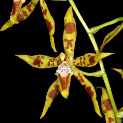 Odontoglossum lindleyanum
