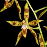 Odontoglossum lindleyanum