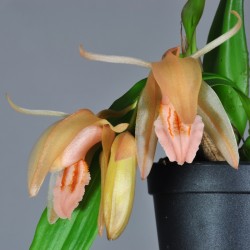Coelogyne salmonicolor