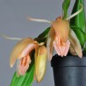 Coelogyne salmonicolor