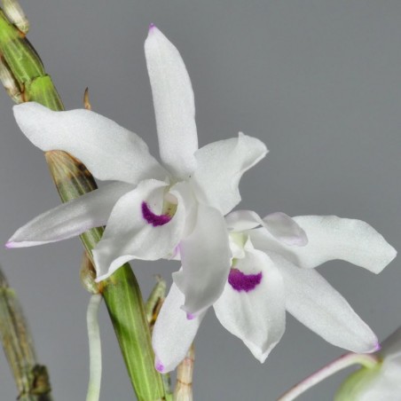 Dendrobium moniliforme 'Tenshikou'