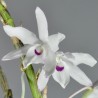 Dendrobium moniliforme 'Tenshikou'