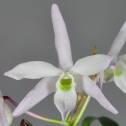 Dendrobium moniliforme 'Sahohime'