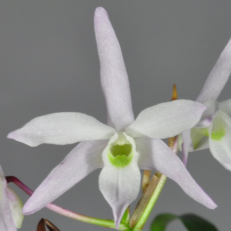 Dendrobium moniliforme 'Sahohime'