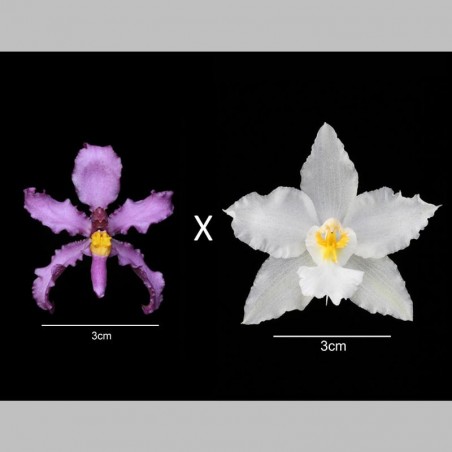 Cyrtoglossum Clytie (AOP*)