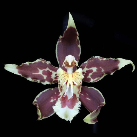 Odontoglossum (hallii x lehmannii) (AOP*)