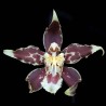 Odontoglossum (hallii x lehmannii) (AOP*)