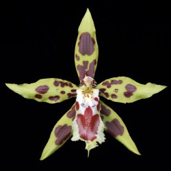 Odontoglossum (lindleyanum x luteopurpureum) (AOP*)