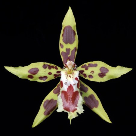 Odontoglossum (lindleyanum x luteopurpureum) (AOP*)