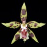 Odontoglossum (lindleyanum x luteopurpureum) (AOP*)