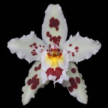 Odontoglossum Crispo-Hallii (AOP*)