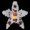 Odontoglossum Crispo-Hallii (AOP*)
