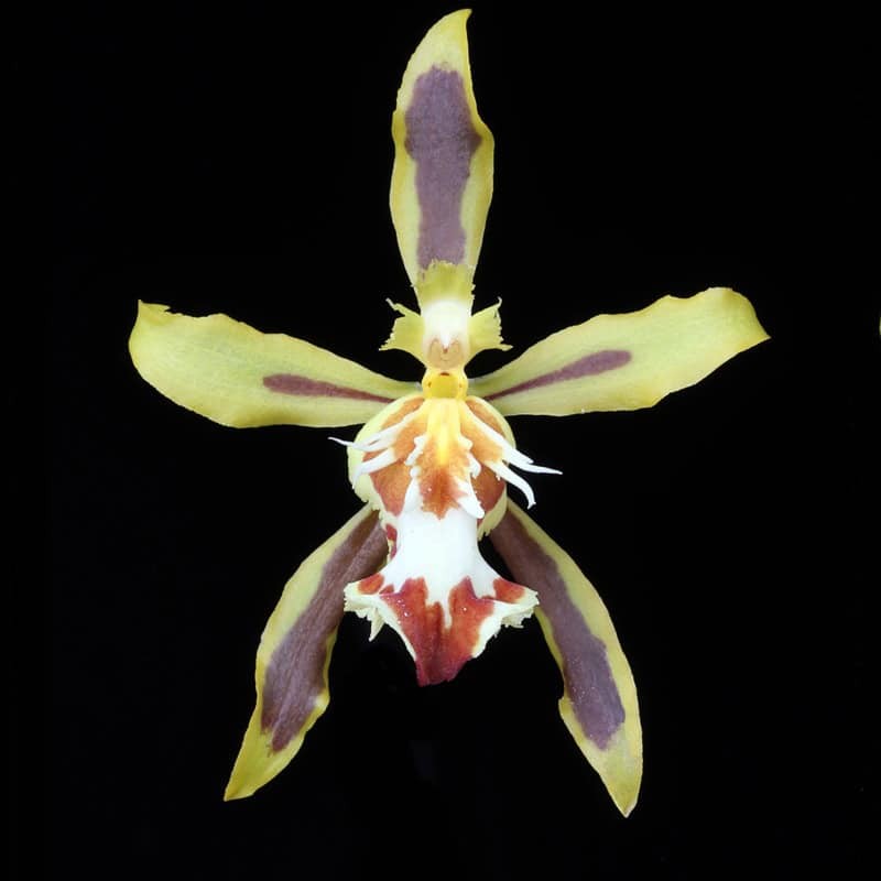 Odontoglossum micklowii (AOP*)