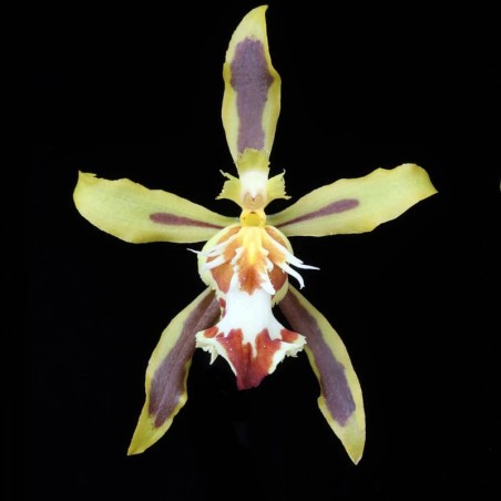 Odontoglossum micklowii (AOP*)