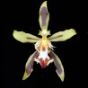 Odontoglossum micklowii (AOP*)