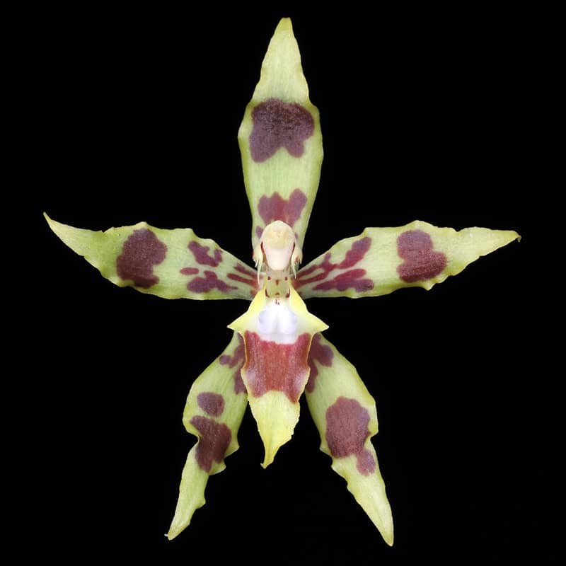 Odontoglossum Praevisum (AOP*)