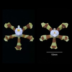 Odontoglossum tigroides (AOP*)