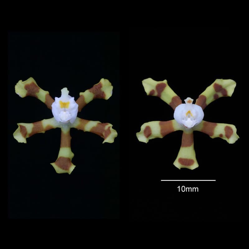 Odontoglossum tigroides (AOP*)