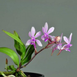 Vandaenopsis (V. falcata x Phal. taenialis)