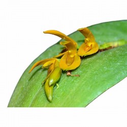Acianthera polystachya