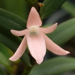 Angraecum pectinatum