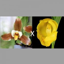 Angulocaste (Lyc. Garfield x Ang. clowesii var. flava)