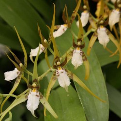 Brassia angusta