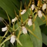 Brassia angusta