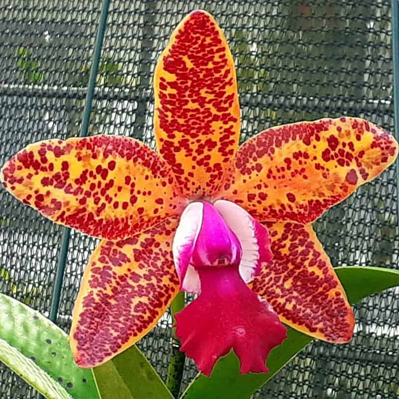 Cattleya Leopard Lou 'Satay'