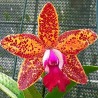 Cattleya Leopard Lou 'Satay'