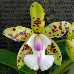 Cattleya YNS Green Leopard 'Jade Dragon'