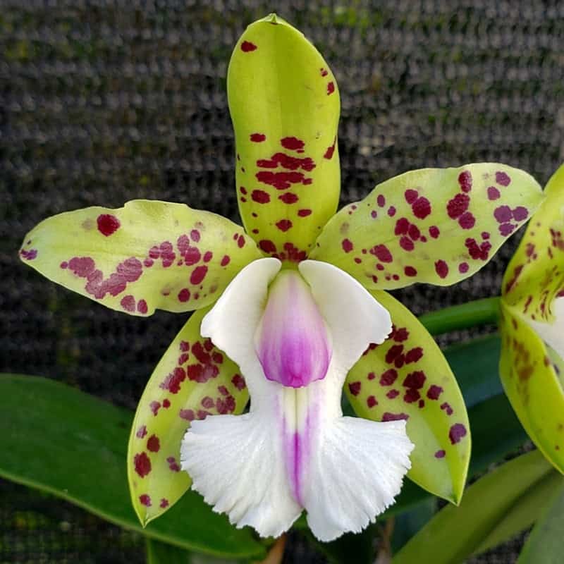 Cattleya YNS Green Leopard 'Jade Dragon'