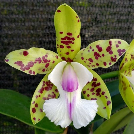 Cattleya YNS Green Leopard 'Jade Dragon'