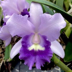 Cattlianthe Final Blue 'Royal Blue'