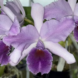 Cattlianthe Mary Elizabeth Bohn 'Royal Flare'