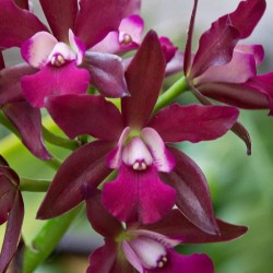 Cattlianthe Sagarik Wax 'African Beauty'