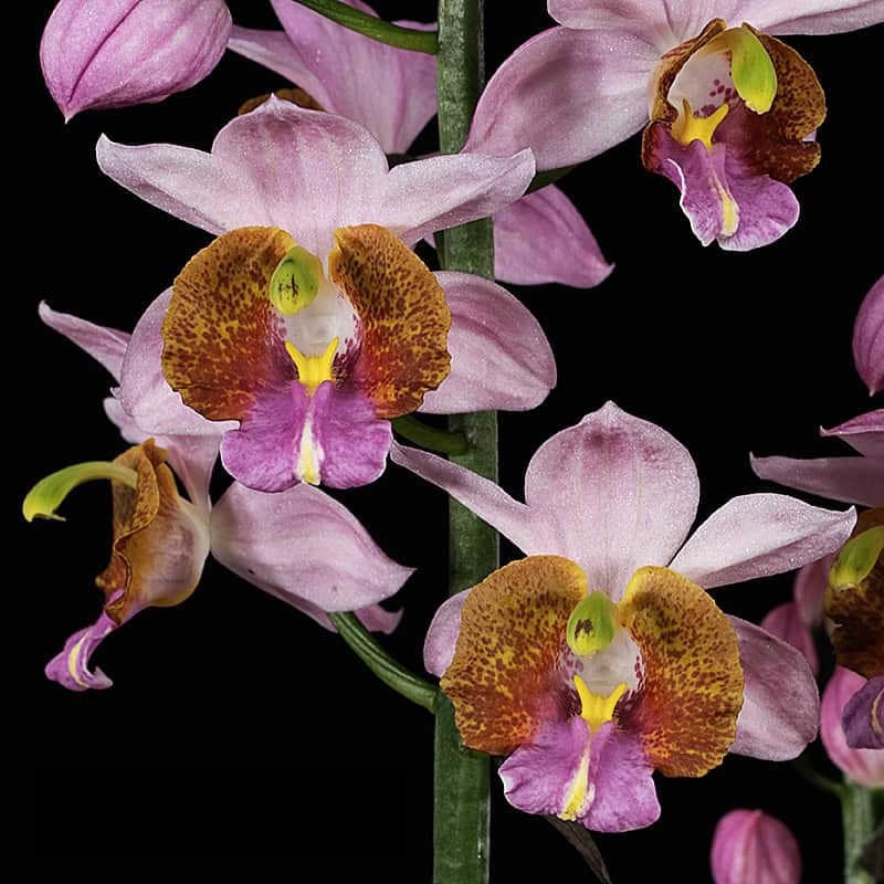 Calanthe francoisii