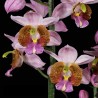 Calanthe francoisii