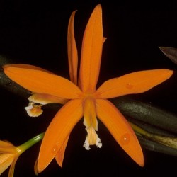 Cattleya harpophylla