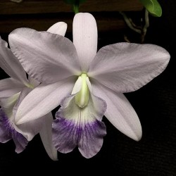 Cattleya Love Knot 'Exotic Violet'