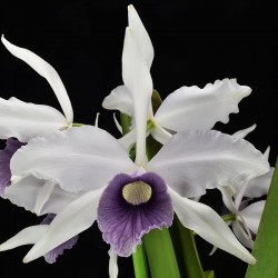 Cattleya purpurata f. ardósia