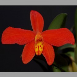 Cattleya riograndensis