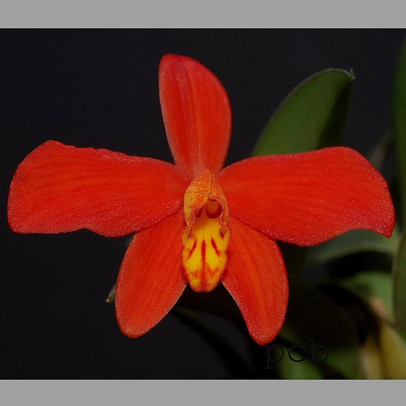 Cattleya riograndensis