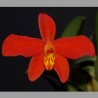 Cattleya riograndensis