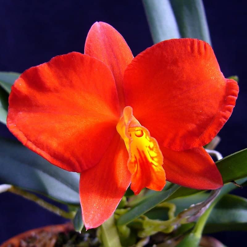 Cattleya Teipels Feuerzwerg