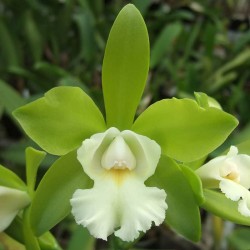 Cattleychea Siam Jade