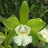 Cattleychea Siam Jade