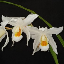 Coelogyne Linda Buckley