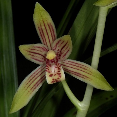 Cymbidium ensifolium
